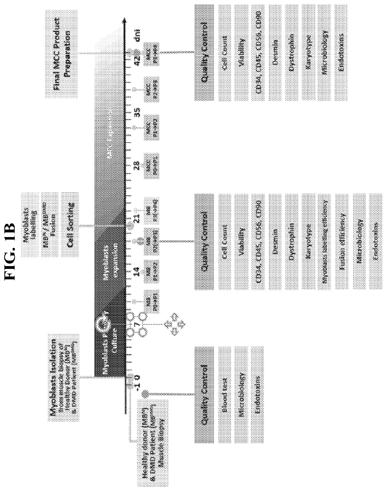 MYOBLAST CHIMERIC CELLS (MCCs)