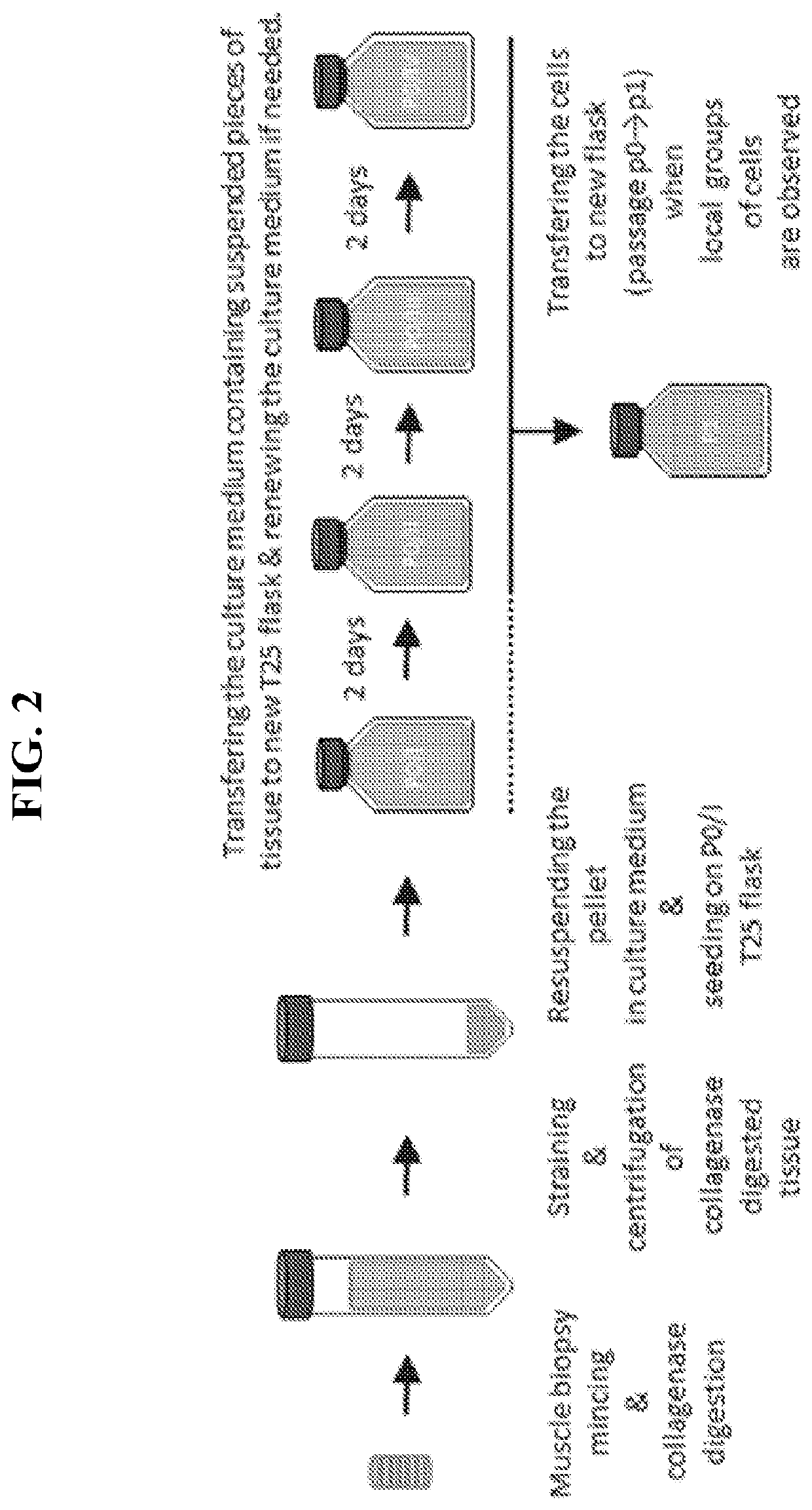 MYOBLAST CHIMERIC CELLS (MCCs)