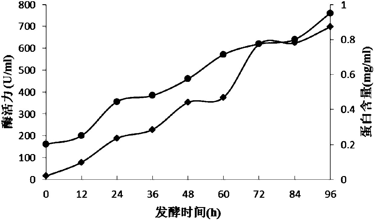 Rhizomucor miehei-derived beta-1,3-glucanase and application thereof