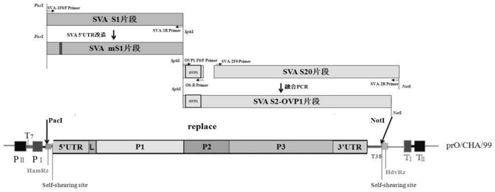 A kind of Seneca recombinant virus of recombinant O-type foot-and-mouth disease virus vp1 gene, recombinant vaccine strain and its preparation method and application