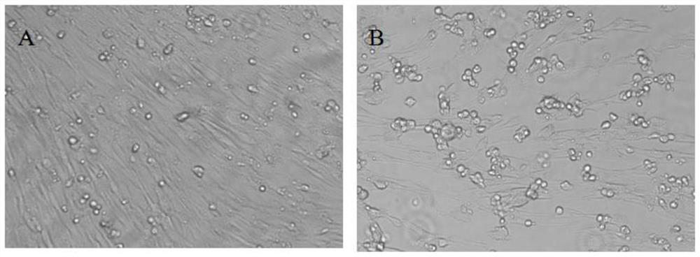 A kind of Seneca recombinant virus of recombinant O-type foot-and-mouth disease virus vp1 gene, recombinant vaccine strain and its preparation method and application