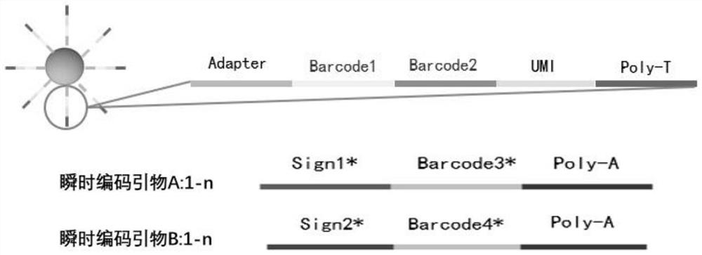 Spatial transcriptome sequencing and decoding method based on transient coding