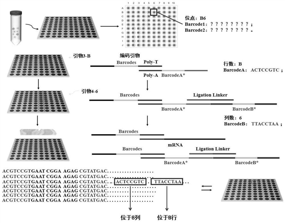 Spatial transcriptome sequencing and decoding method based on transient coding