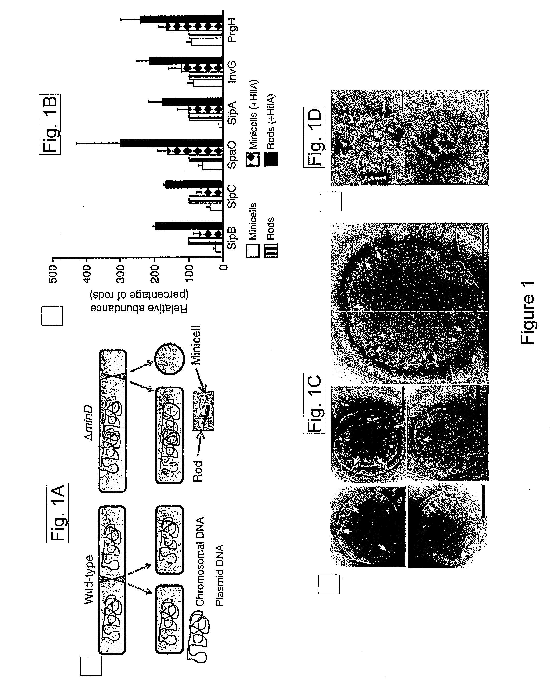 Non-Replicating Bacterial Nanoparticle Delivery System and Methods of Use