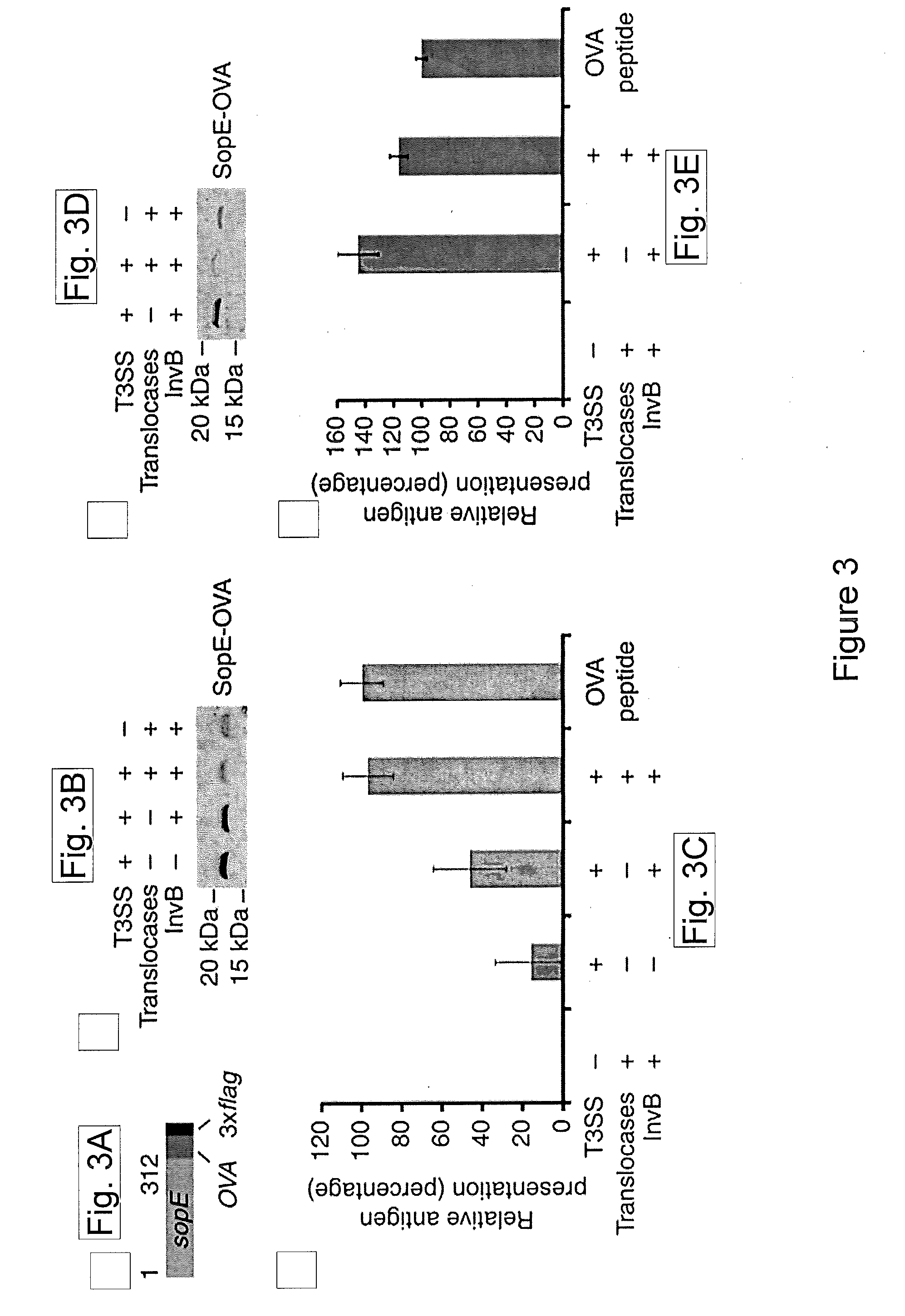 Non-Replicating Bacterial Nanoparticle Delivery System and Methods of Use