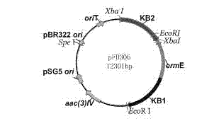 Engineering bacteria for producing gentamicin C1a and application thereof