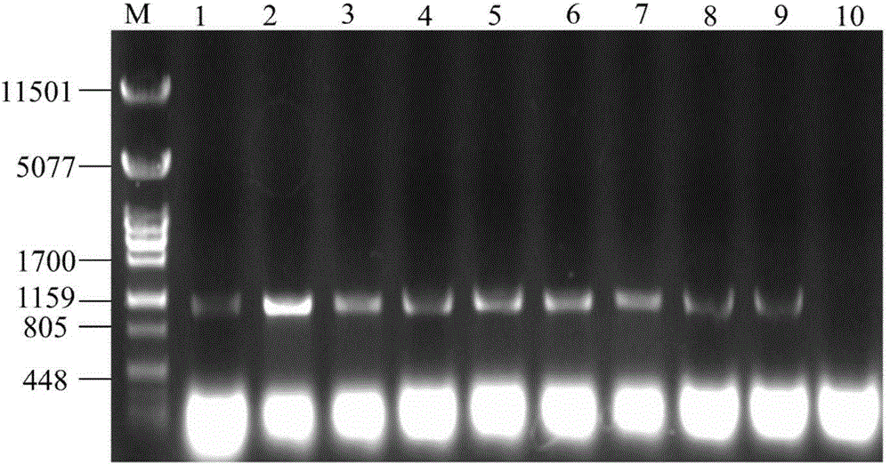 Pichia stipitis gene expression system as well as construction and application thereof