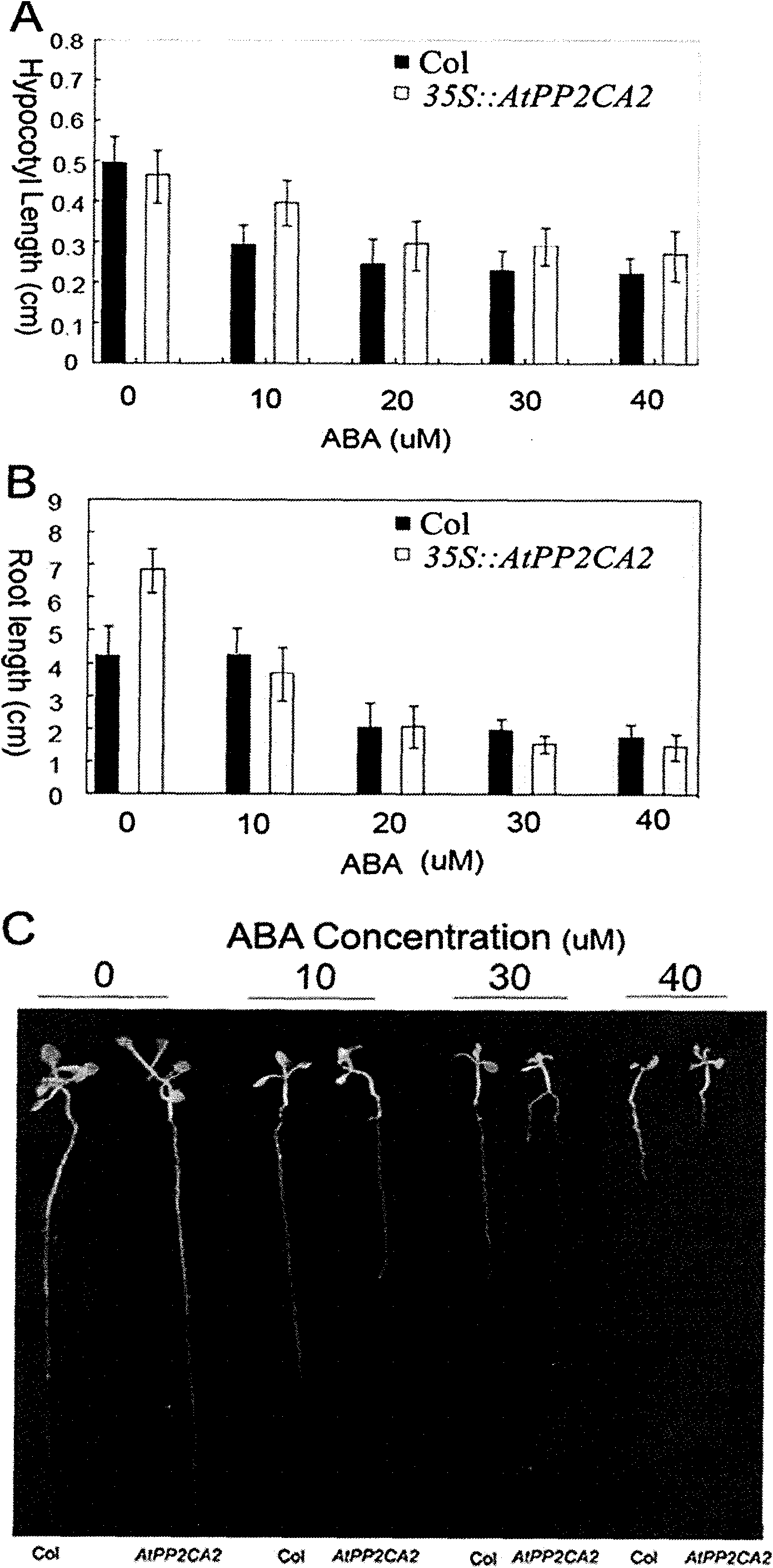 Arabidopsis thaliana AtPP2CA2 gene and application thereof