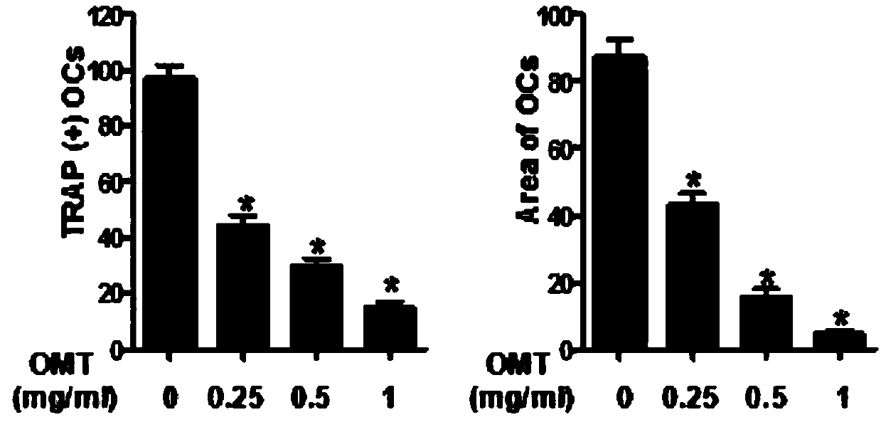 Application of oxymatrine to preparation of medicine for resisting osteoclast-mediated bone loss