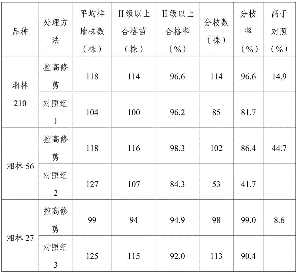 A kind of cultivation method of Camellia oleifera dwarf multi-branched seedlings