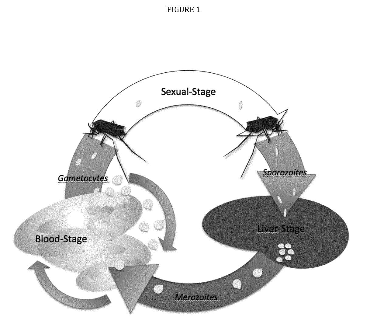 Three-component-multistage malaria vaccine