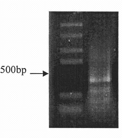 Halimodendron halodendron DREB transcription factor cDNA sequence, expression carrier and application thereof