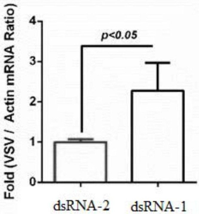 Application of dipterin b protein and/or dipterin b gene and antiviral drugs