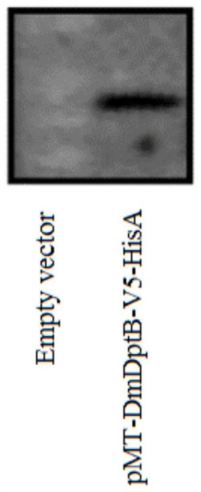 Application of dipterin b protein and/or dipterin b gene and antiviral drugs