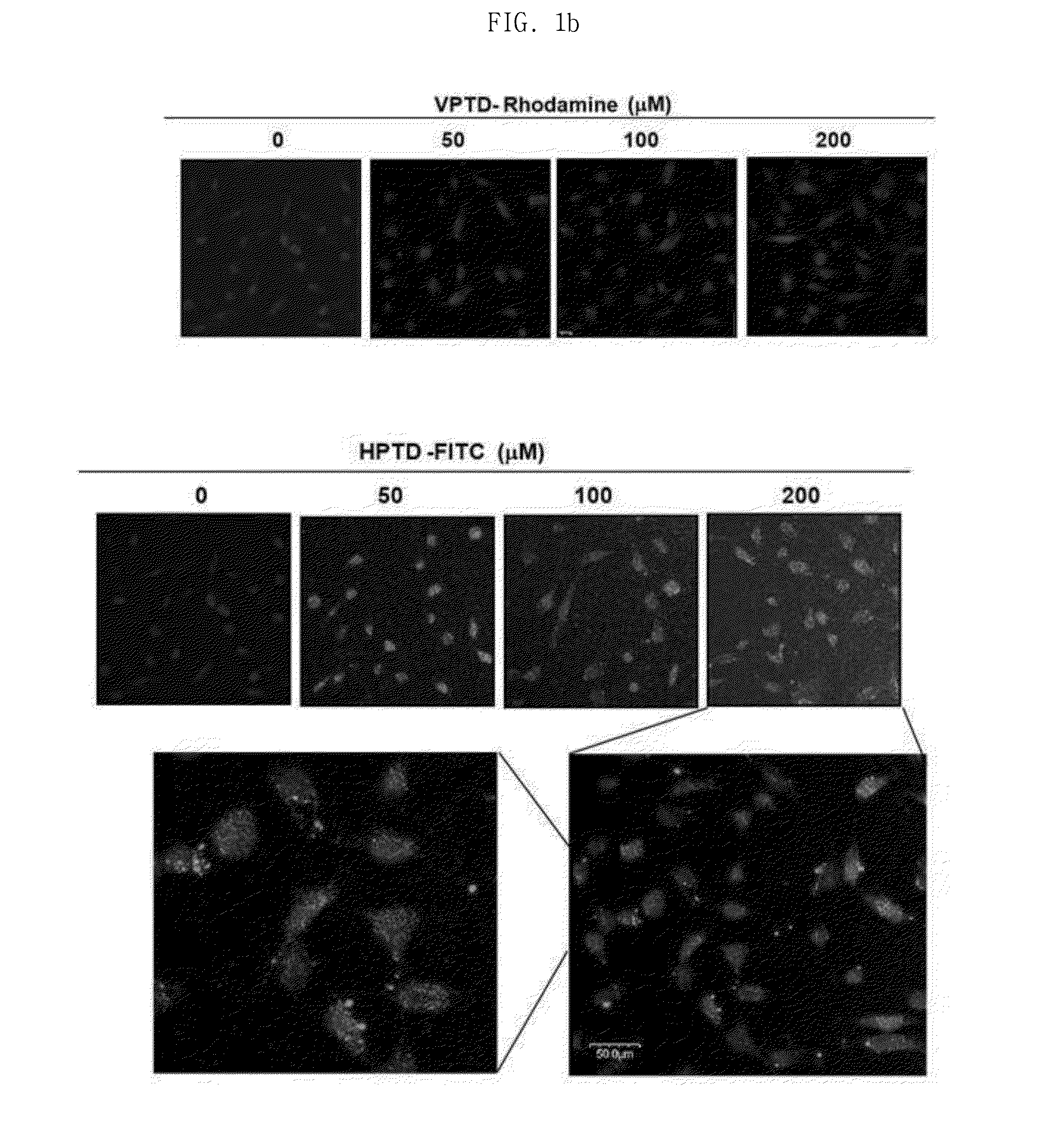 Peptide having cancer selective translocation function and use thereof