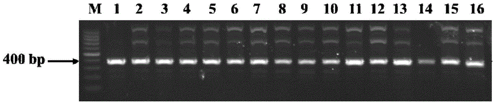 Molecular marker closely interlocked with anti-anthracnose gene locus of common beans and detection method of molecular marker