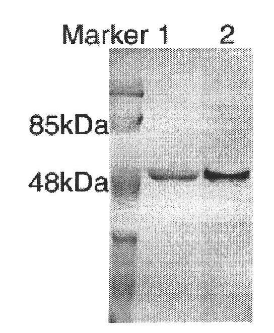 Method for promoting immunological activity of gp96 protein and application thereof