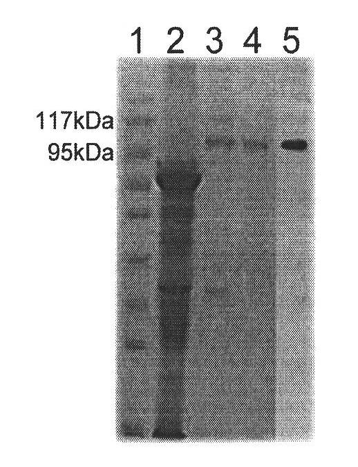 Method for promoting immunological activity of gp96 protein and application thereof