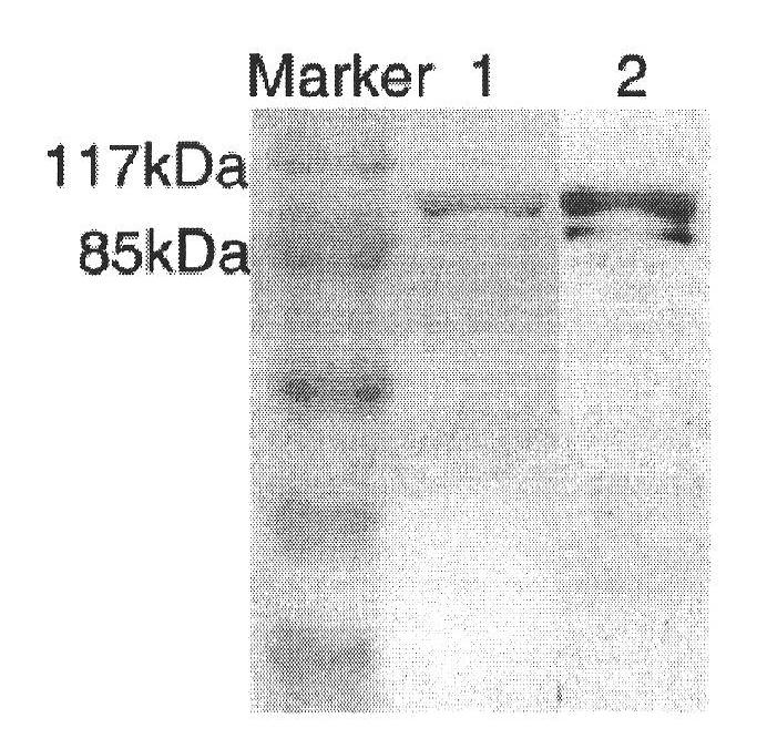 Method for promoting immunological activity of gp96 protein and application thereof