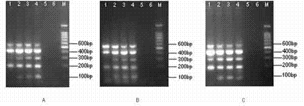 Multiplex-polymerase chain reaction (PCR) rapid screening method for target gene elements of transgenic sugarcane