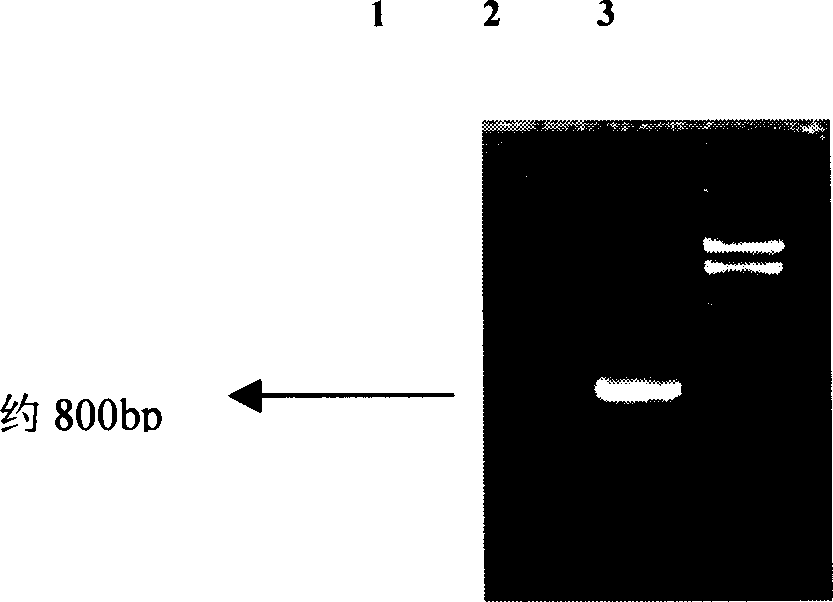 Expression of P27 protein and its use