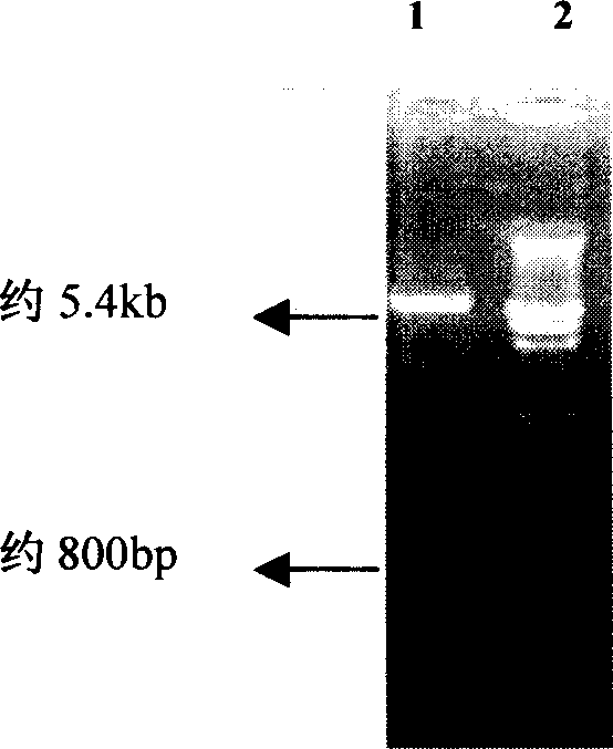 Expression of P27 protein and its use