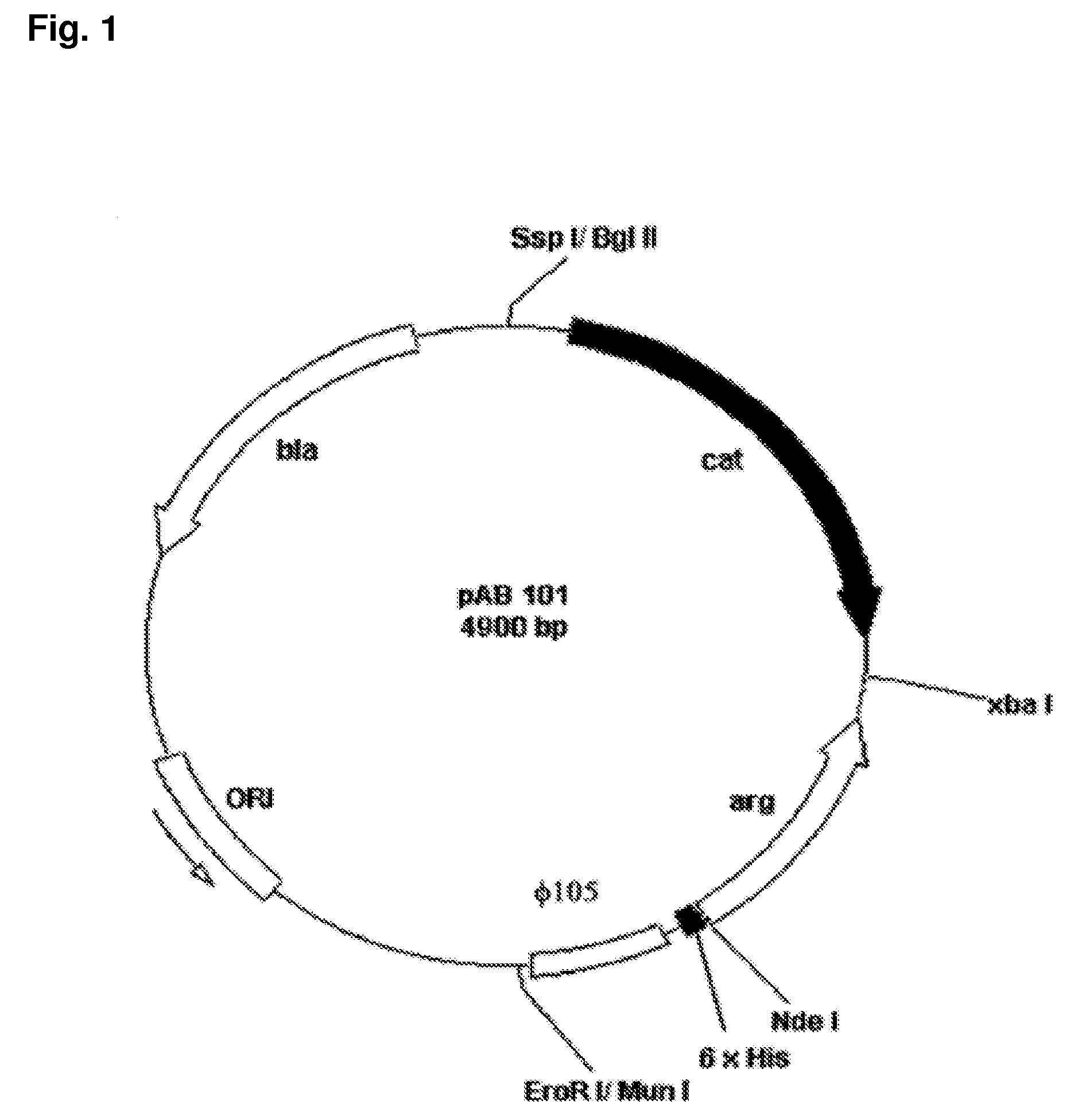 Pharmaceutical Preparation and Method of Treatment of Human Malignancies with Arginine Deprivation