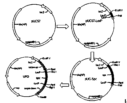 Establishing method of bifidobacterium functional gene no-trace knockout method