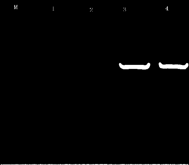 Establishing method of bifidobacterium functional gene no-trace knockout method