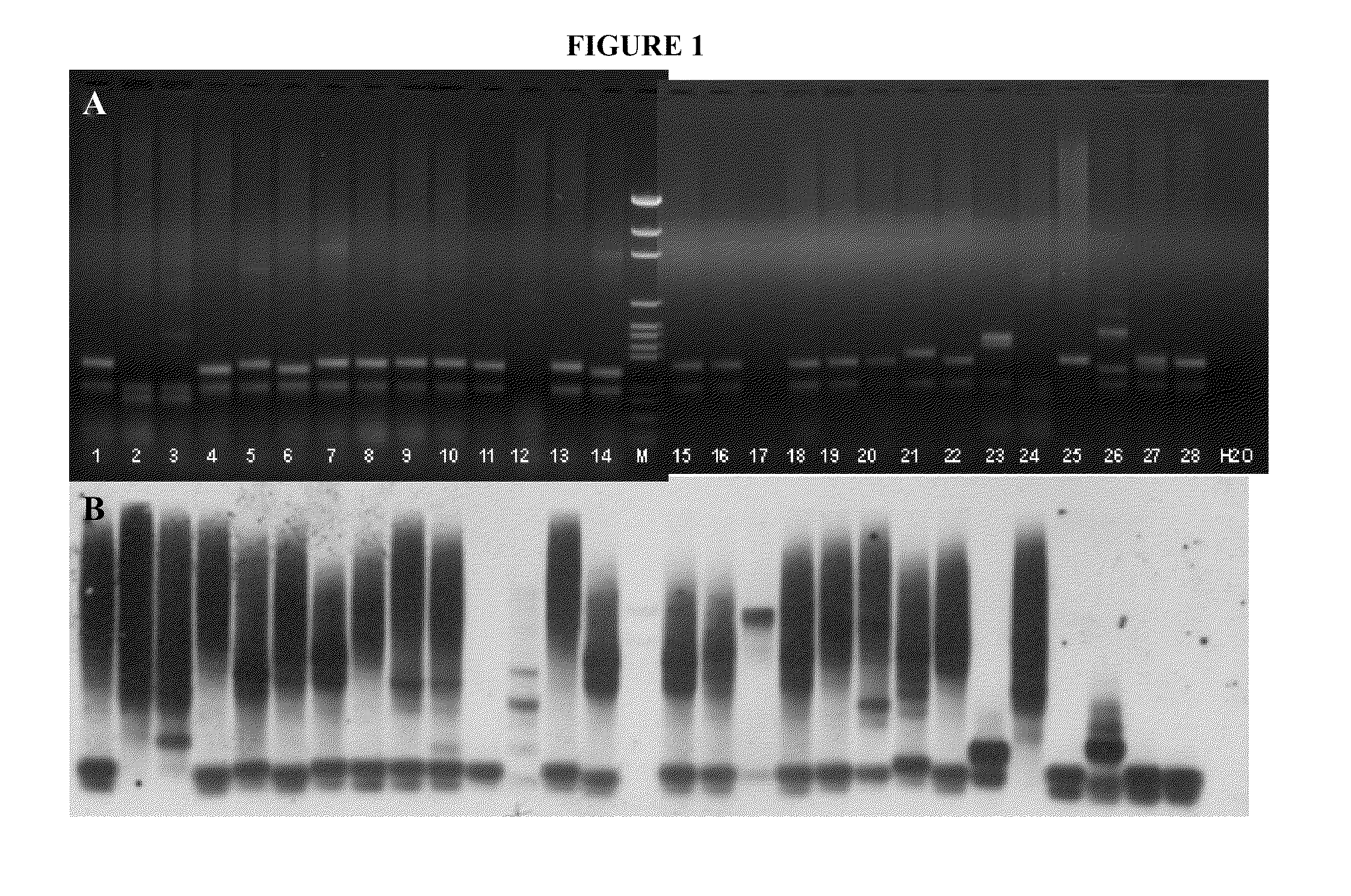 Methods and materials for detecting fragile x mutations