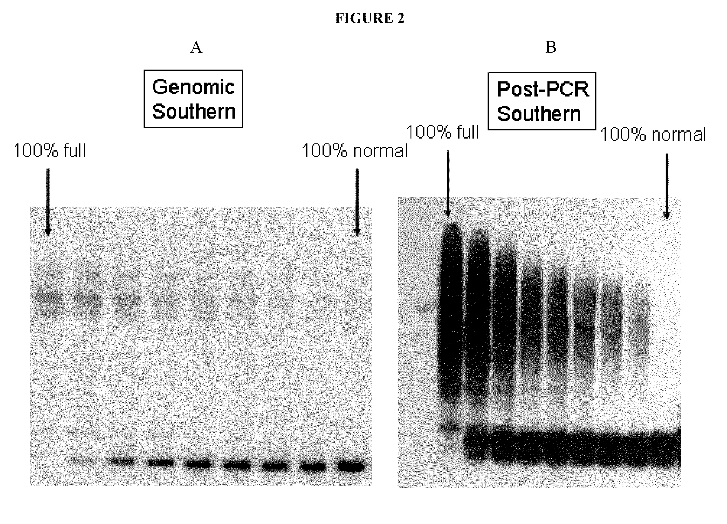 Methods and materials for detecting fragile x mutations
