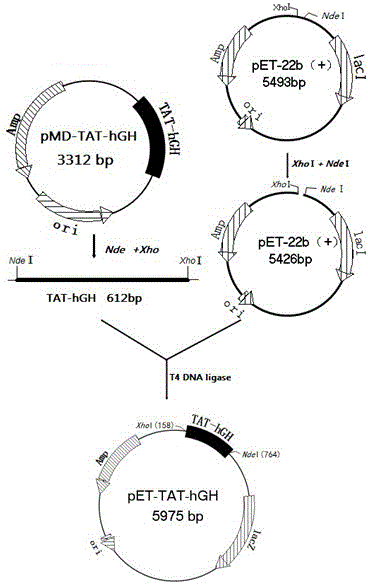 Human auxin fusion protein TAT-hGH as well as preparation method and application thereof