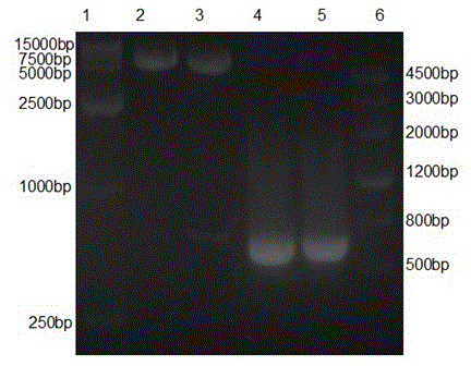 Human auxin fusion protein TAT-hGH as well as preparation method and application thereof
