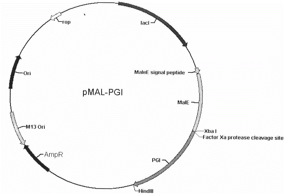 Human pepsinogen I (PGI)-maltose-binding protein (MBP) fusion protein soluble secretory expression and use