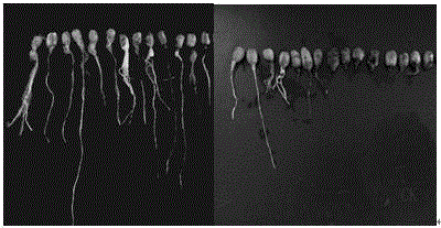 A germination accelerator for improving peanut seed vigor and preparation method thereof