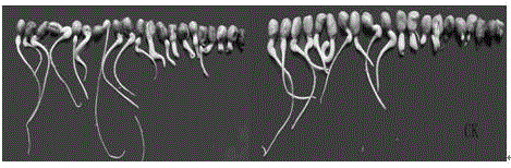 A germination accelerator for improving peanut seed vigor and preparation method thereof