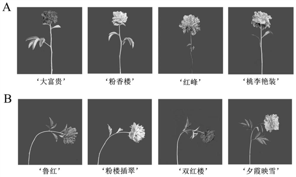 A Microscopic Appraisal Method for Peony Cut Flower Stem Strength