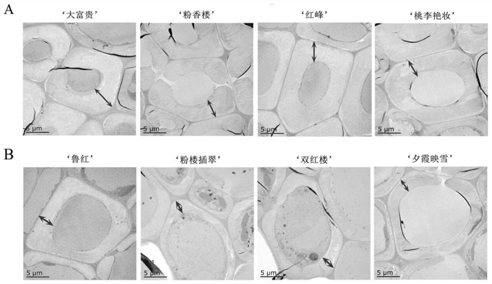 A Microscopic Appraisal Method for Peony Cut Flower Stem Strength