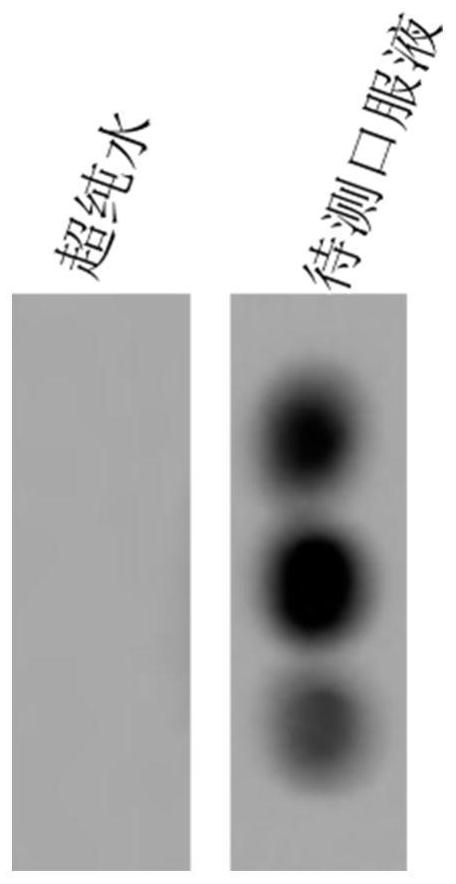 A kind of sea cucumber fucoidan-specific binding protein and its preparation and application