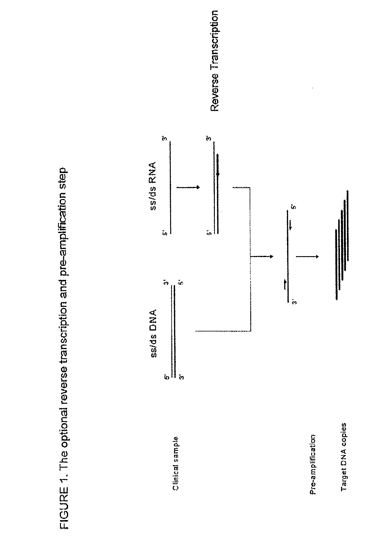 Method for the simultaneous detection of multiple nucleic acid sequences in a sample