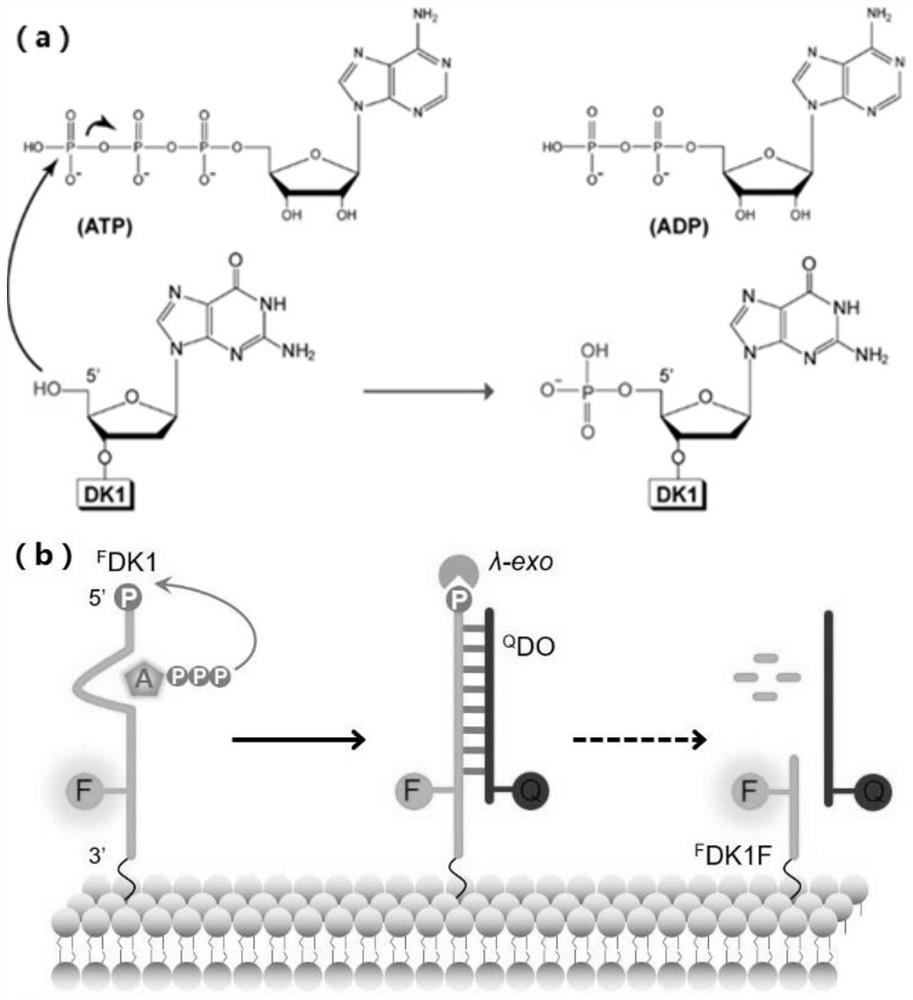 A deoxyribozyme-based extracellular ATP rapid sensing method and application kit