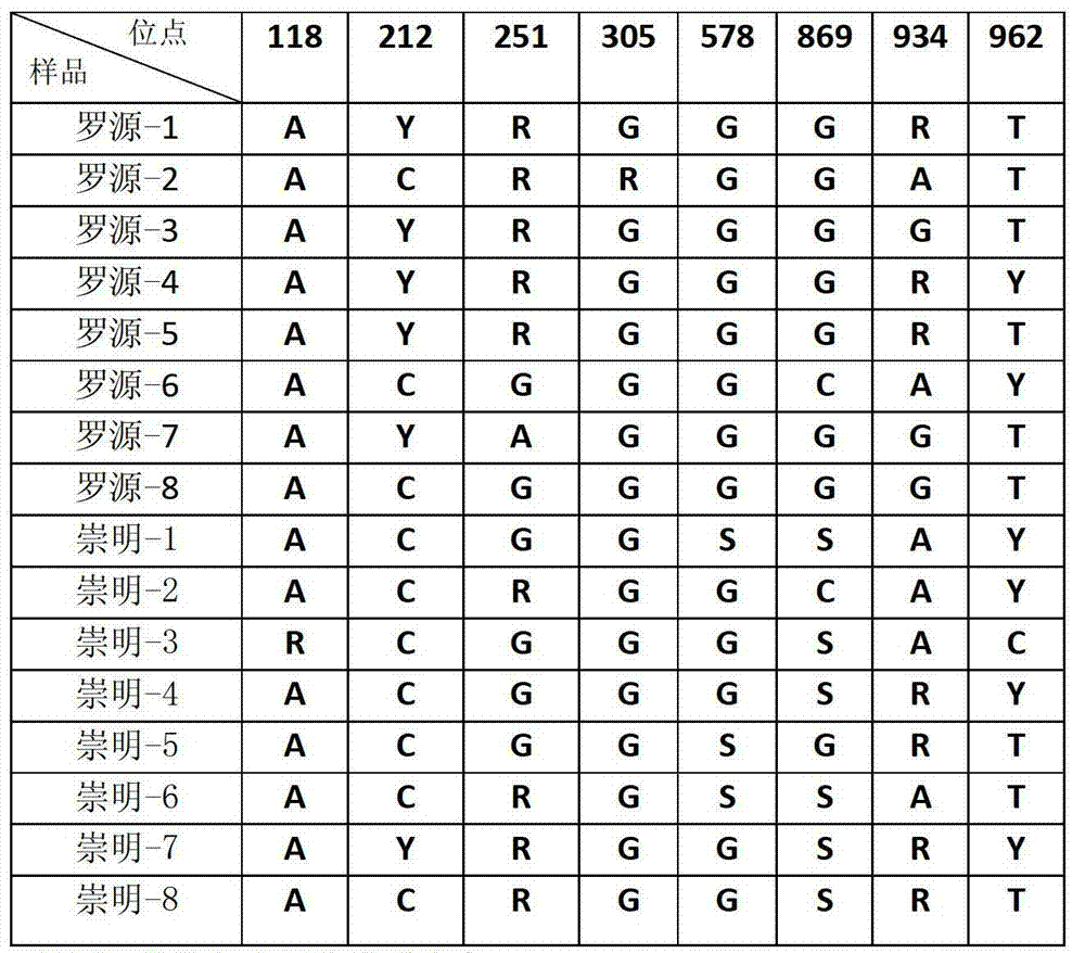 DNA molecular marker method for identification of alien invasive species Spartina alterniflora population