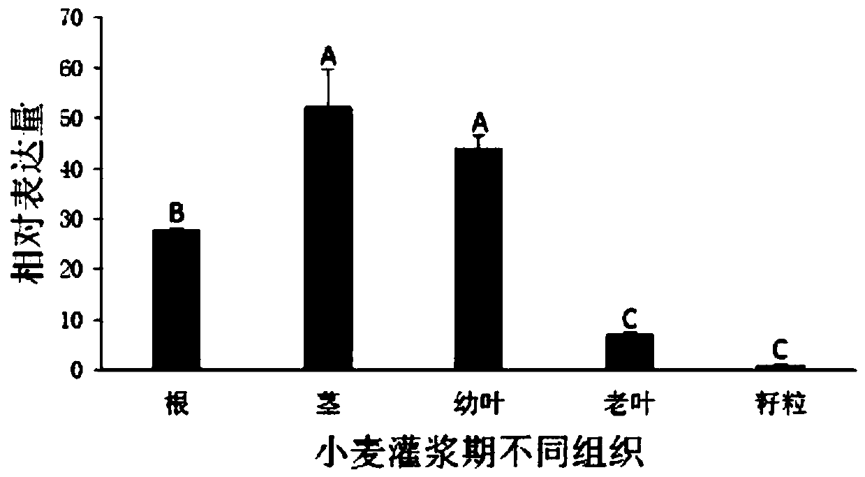 Low kalium resisting associated protein TaPR1 and coding protein and application thereof