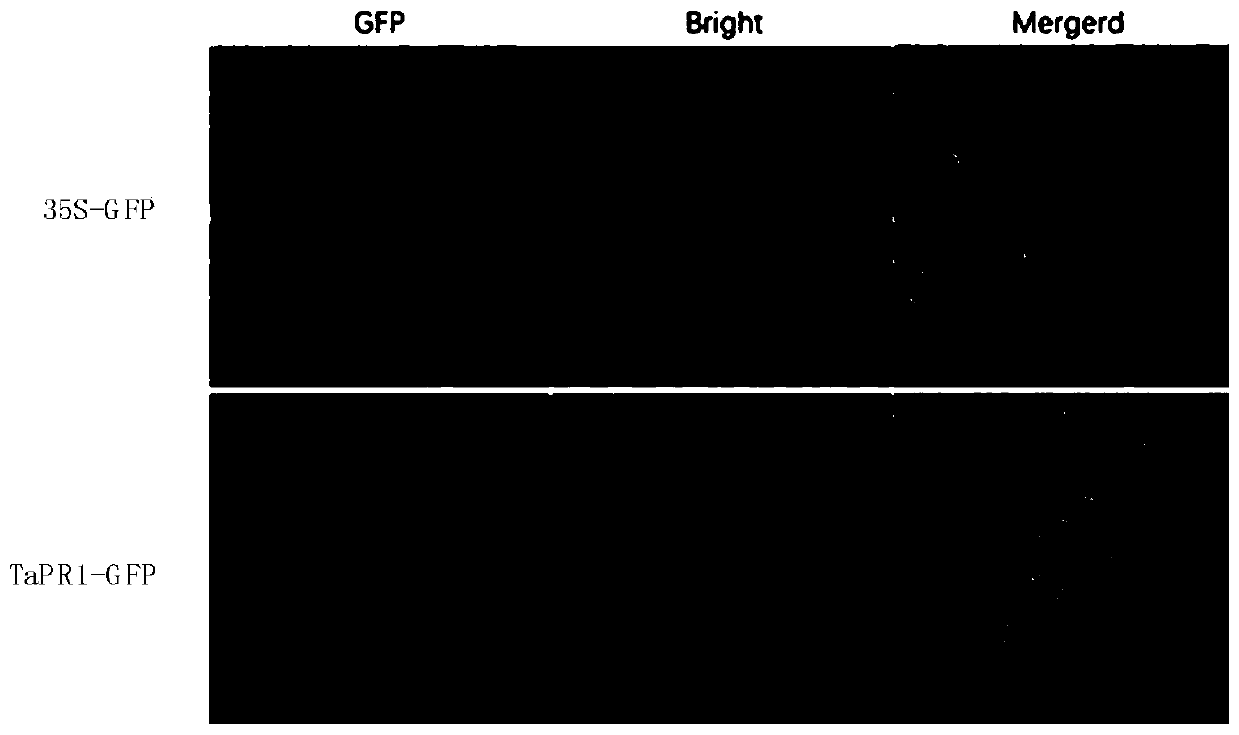 Low kalium resisting associated protein TaPR1 and coding protein and application thereof