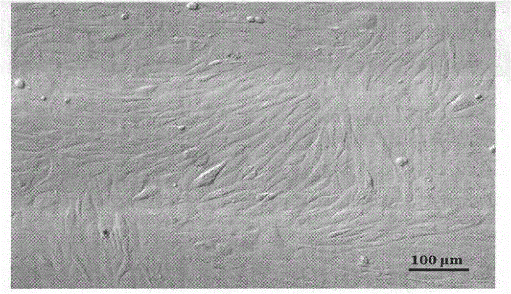 Method for screening bovine nuclear transplantation donor cells by using antioxidant