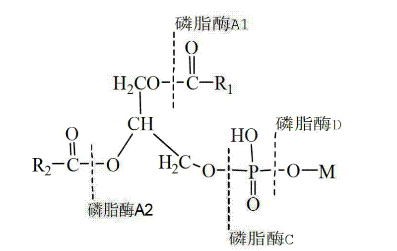 Enzymolysis preparation method of phosphatidylinositol