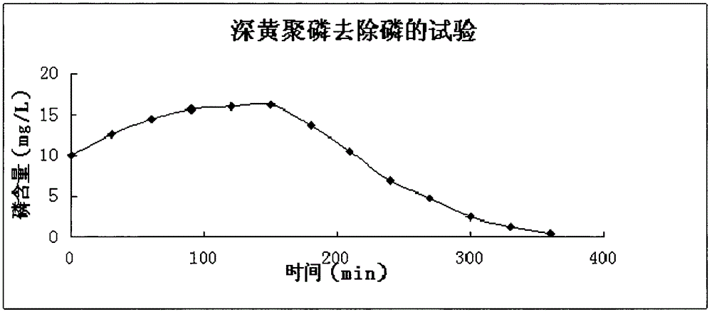 Chryseobacterium sp. for removing phosphorus in sewage at low temperature and separation culture method
