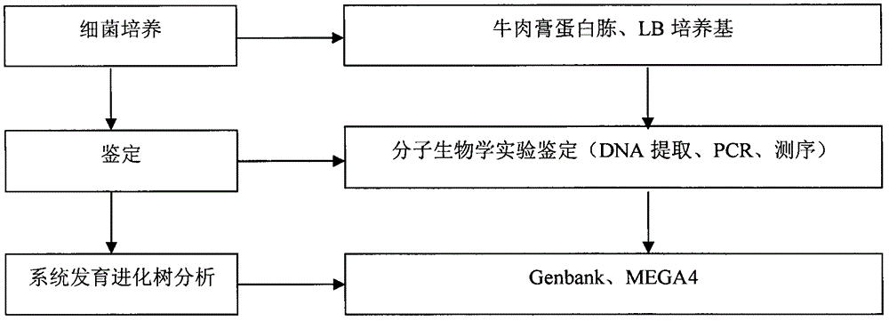 Chryseobacterium sp. for removing phosphorus in sewage at low temperature and separation culture method