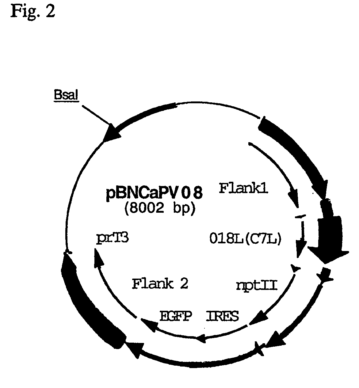 Vaccinia virus host range genes to increase the titer of avipoxviruses