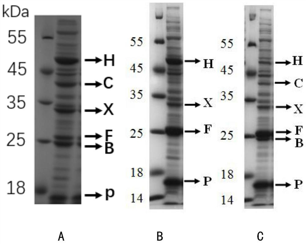 Recombinant Escherichia coli producing melatonin and its construction method and application